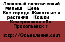 Ласковый экзотический малыш › Цена ­ 25 000 - Все города Животные и растения » Кошки   . Кемеровская обл.,Прокопьевск г.